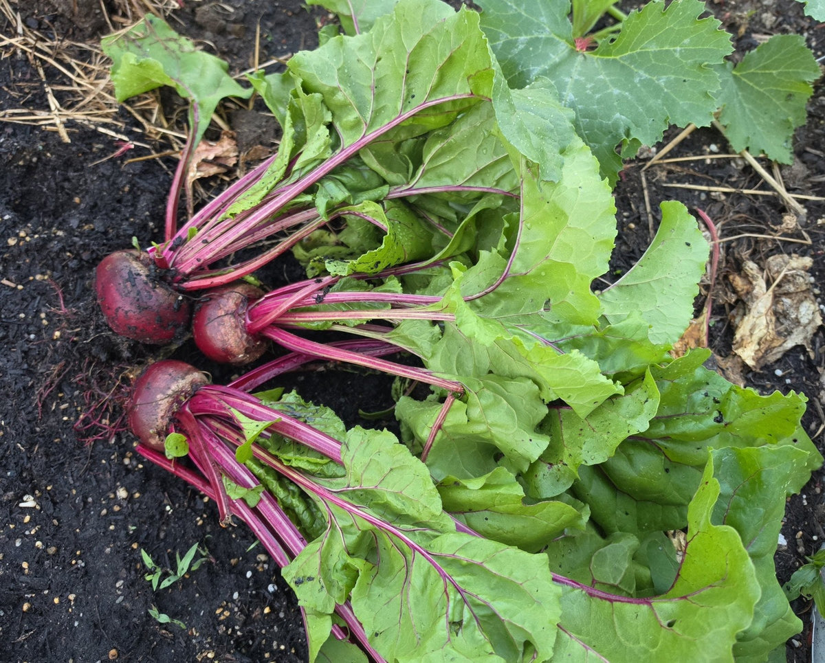 Three beetroot freshly pulled from the garden bed