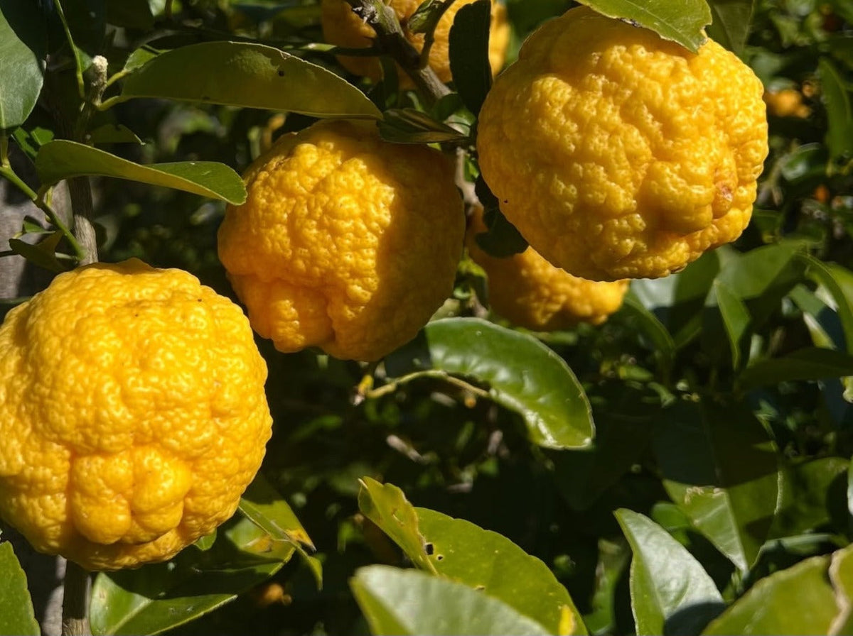 Knobbly golden bush lemons ripening on the tree