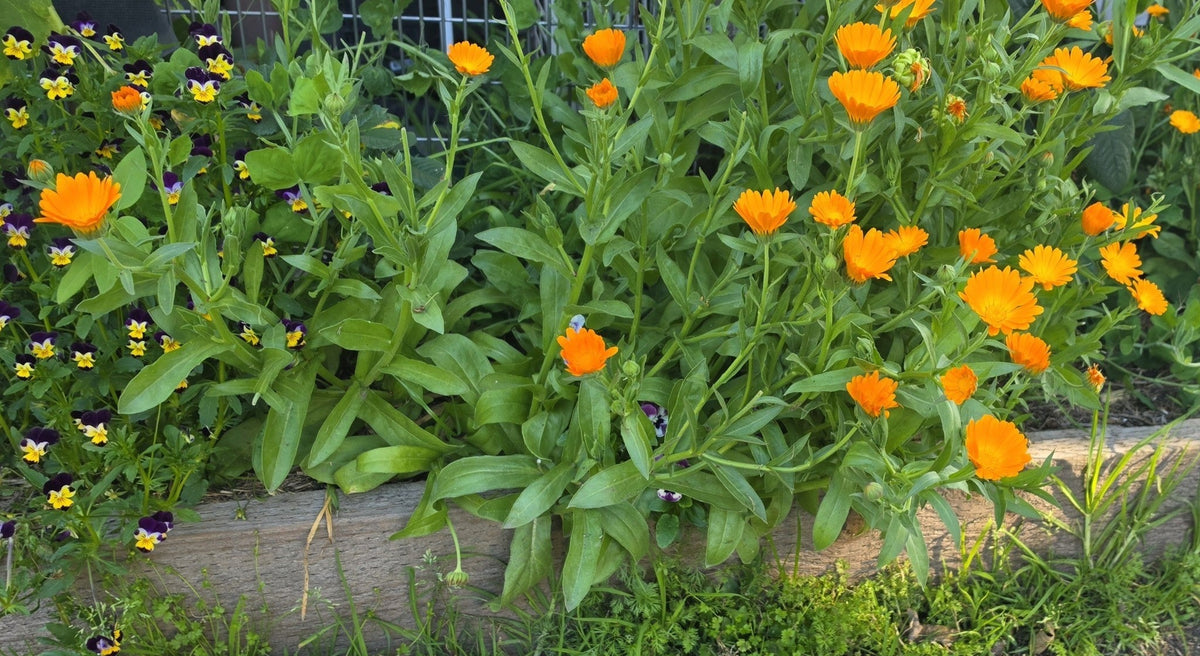 Calendula flowering in our garden beds