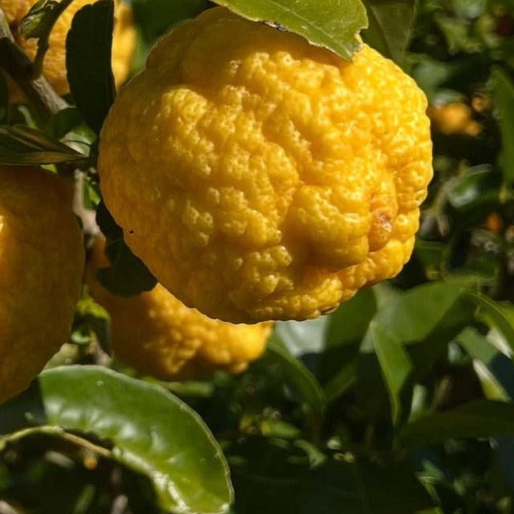 Close-up of a knobbly bush lemon on the tree