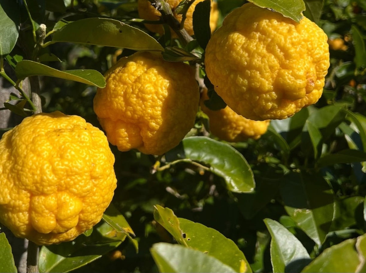 Knobbly golden bush lemons ripening on the tree
