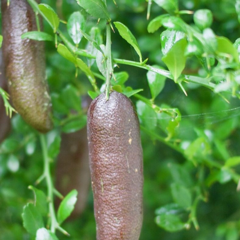Finger limes ripening on the tree