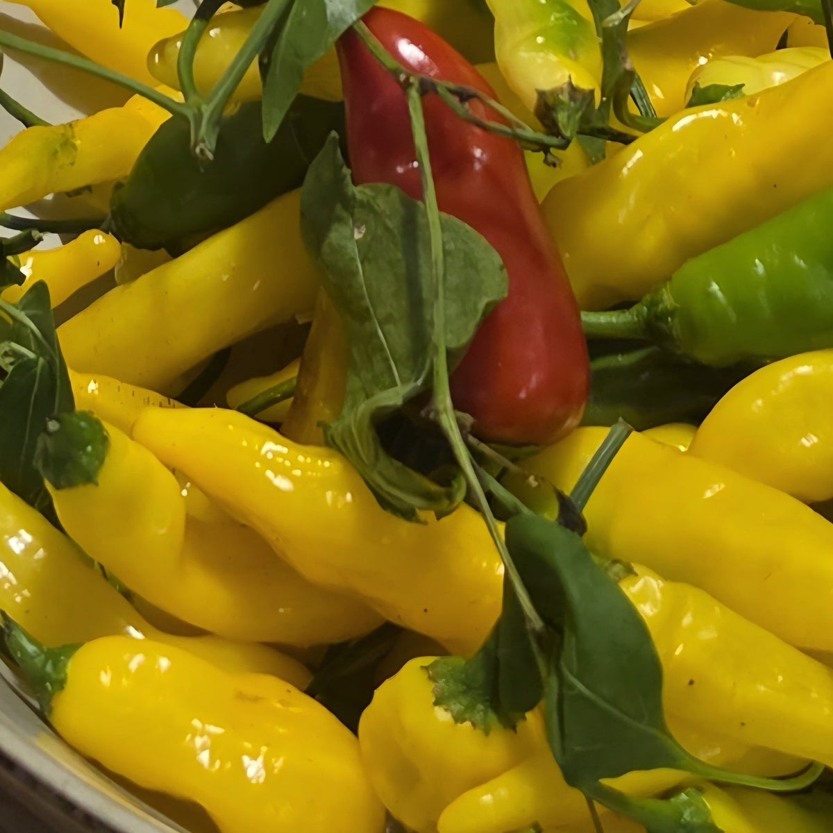 Freshly picked chillies from our chilli patch